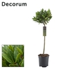 Laurus nobilis Bol op stam