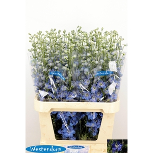 DELPH DU KI OCE BLUE