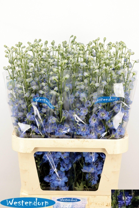 <h4>DELPH DU KI OCE BLUE</h4>