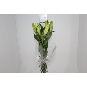LIRIO SARONNO 090 CM HT MIN 2 FLS BRANCO