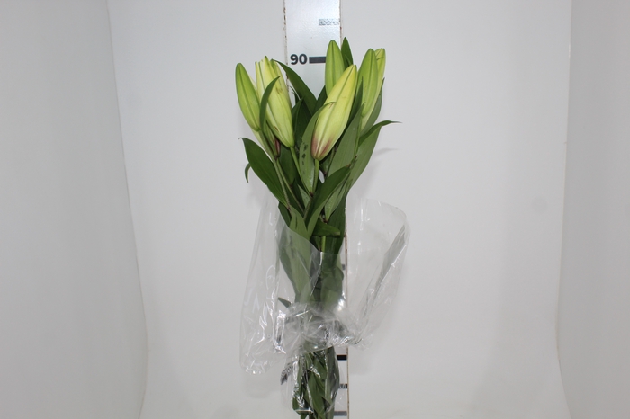 <h4>LIRIO SARONNO 090 CM HT MIN 2 FLS BRANCO</h4>