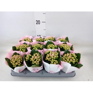 Kalanchoe  'MoreFlow Lillian'
