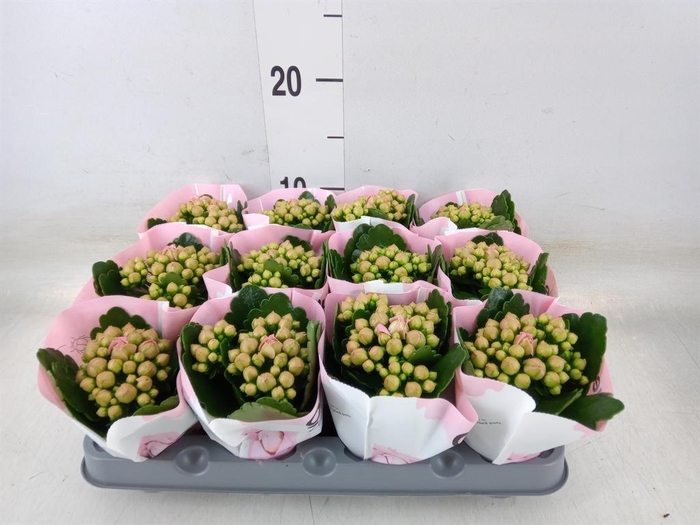 <h4>Kalanchoe 'MoreFlow Lillian'</h4>