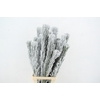 Pinus Nigra Snow 90cm Headbranch per Stem