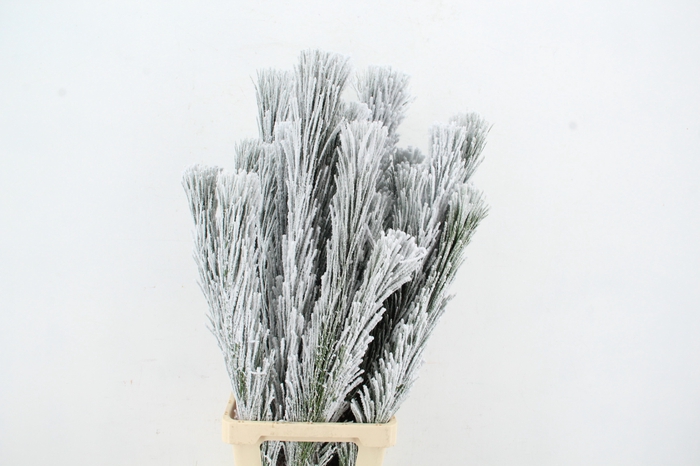 Pinus Nigra Snow 90cm Headbranch per Stem