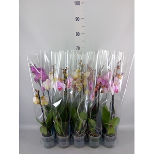 Phalaenopsis   ...mix  5