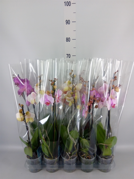 <h4>Phalaenopsis   ...mix  5</h4>