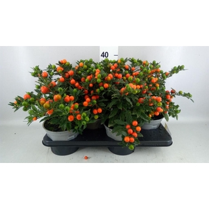 Solanum pseudocapsicum 'Bartoli'
