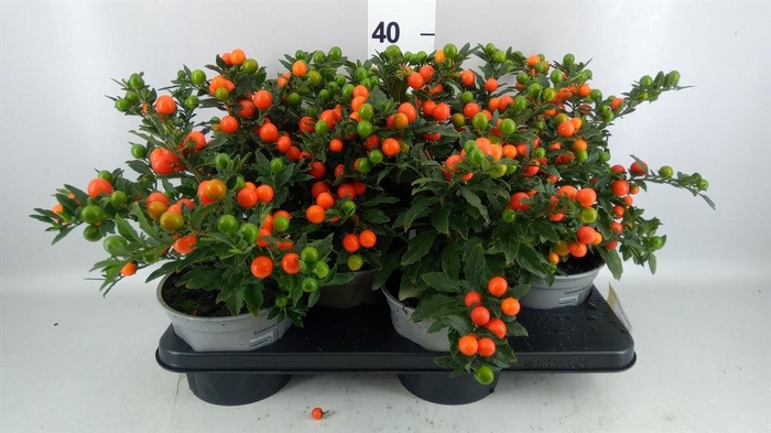 <h4>Solanum pseudocapsicum 'Bartoli'</h4>