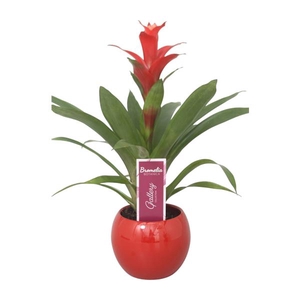 Guzmania Rouche in rode bolpot