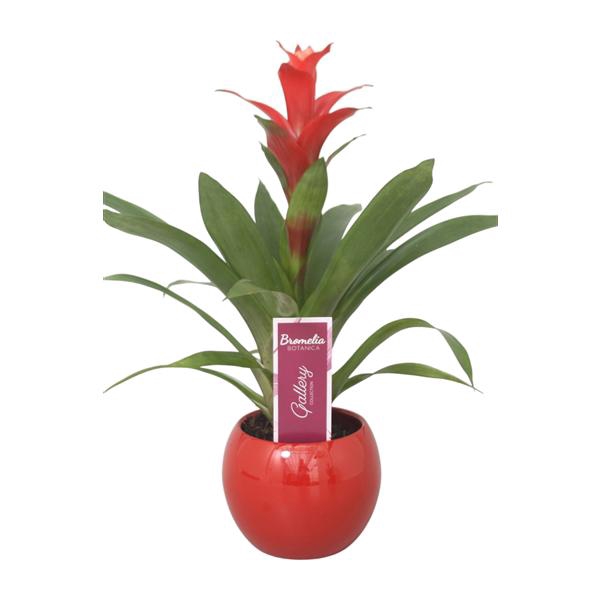 <h4>Guzmania Rouche in rode bolpot</h4>