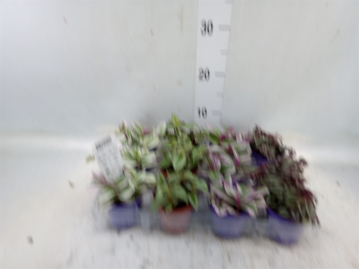 <h4>Tradescantia   ...mix</h4>