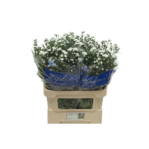 Aster Nb Cassy