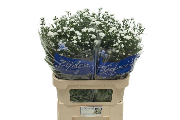 <h4>Aster Nb Cassy</h4>