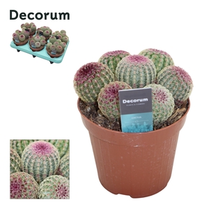 Echinocereus Rubrispinus (group) Decorum+Steker