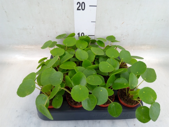 <h4>Pilea peperomioides</h4>