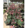Echeveria elegans