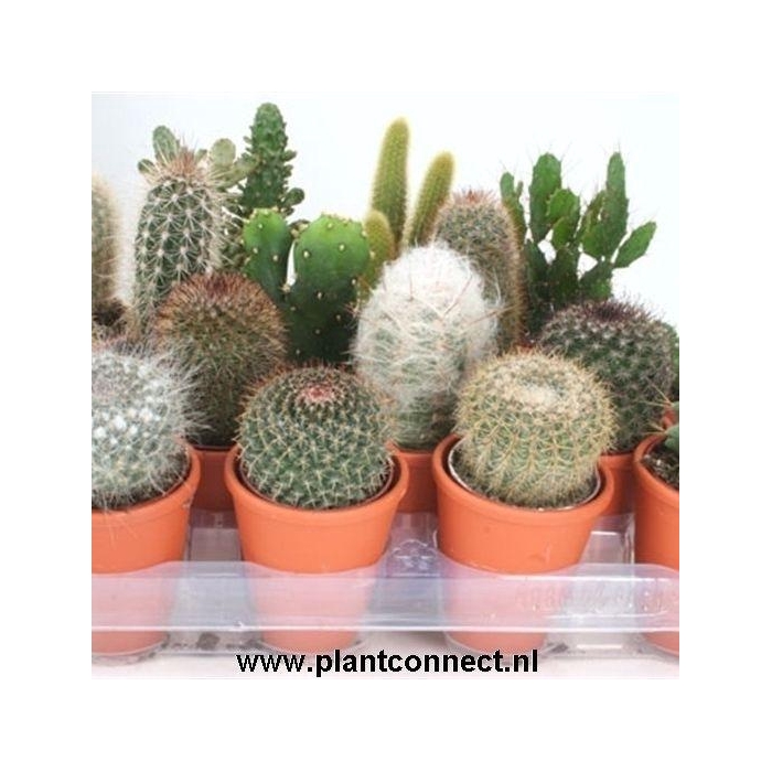 <h4>CACTUS GEM</h4>