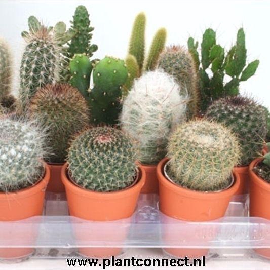 <h4>CACTUS GEM</h4>