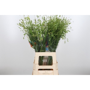 Chasmanthium Latifol