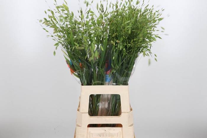 <h4>Chasmanthium Latifol</h4>