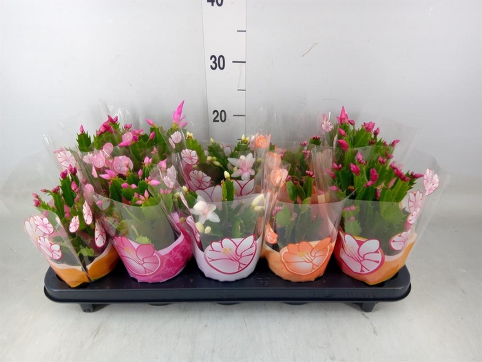 <h4>Schlumbergera   ...mix 4</h4>
