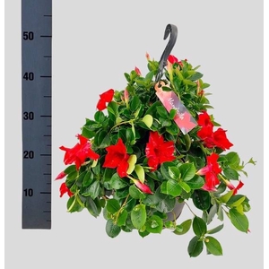 MANDE SUN VELVET RED