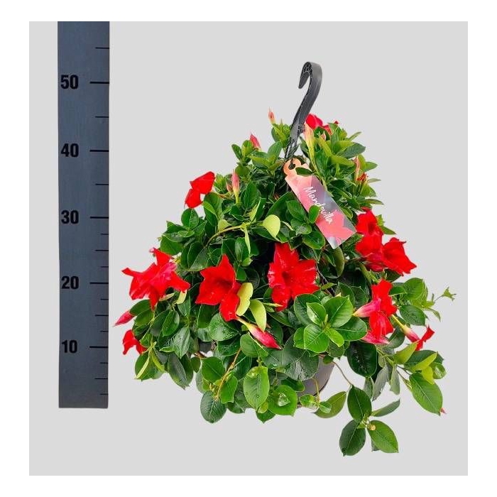 <h4>MANDE SUN VELVET RED</h4>