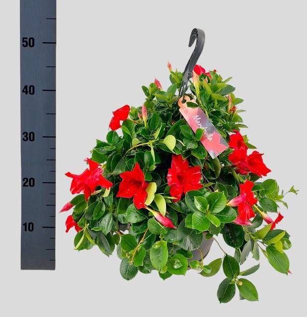 <h4>MANDE SUN VELVET RED</h4>
