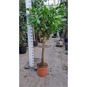 Cyathistipula stam 200