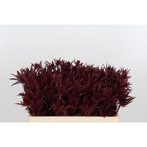 Eryn Orion Kl Bh Bordeaux