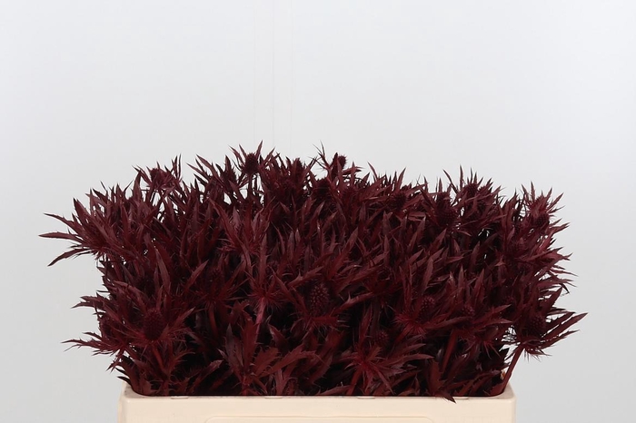 <h4>Eryn Orion Kl Bh Bordeaux</h4>