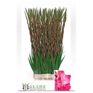 Glad Gr Fairyta Pink