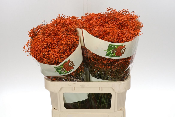 <h4>Gyps Klb Mill Oranje</h4>