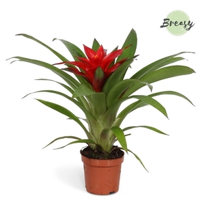 Guzmania Blitz