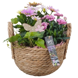 Arr.   Perkplanten L%