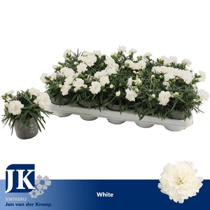 Dianthus Dinah