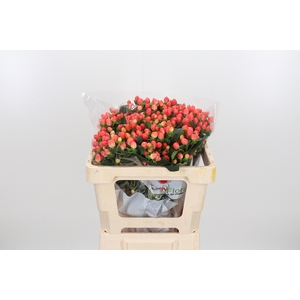 Hyp Mag Roy Princess