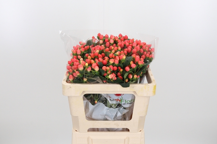 <h4>Hyp Mag Roy Princess</h4>