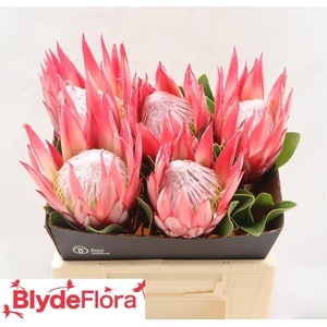 PROTEA CY CLARE