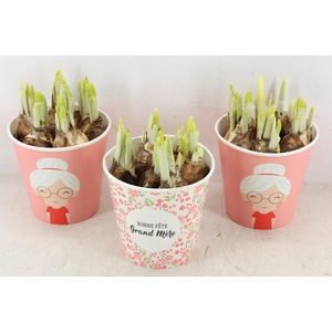 arr4 Narcis RN - Bonne fete Grand mere x6