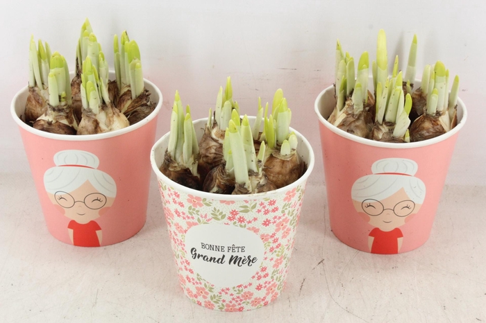 <h4>arr4 Narcis RN - Bonne fete Grand mere x6</h4>