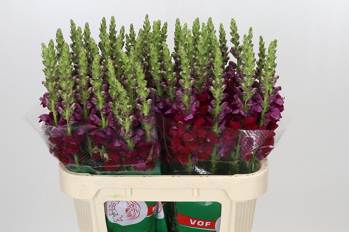 <h4>Antirrhinum Opus Red</h4>
