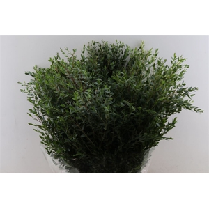 Euca Parvifolia 400gr P Bunch