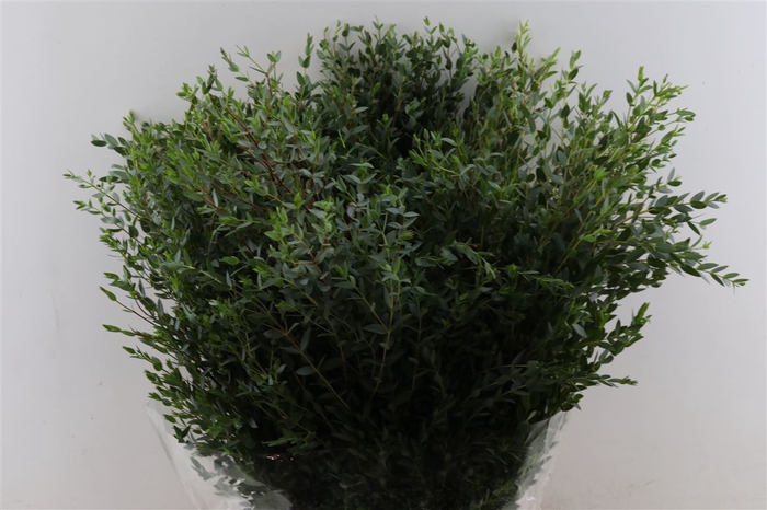 <h4>Euca Parvifolia 400gr P Bunch</h4>