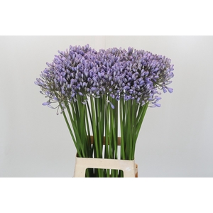 Agapanthus Silberpfeil