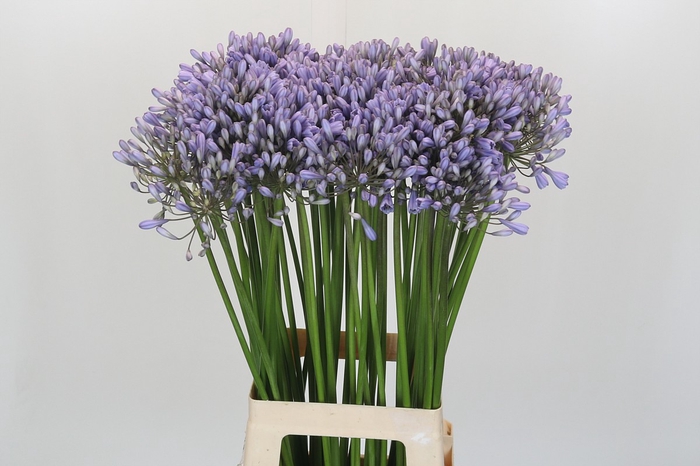 <h4>Agapanthus Silberpfeil</h4>