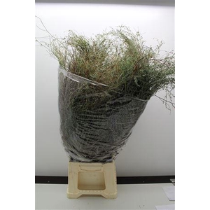 Thymus Falso Bs