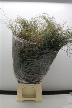 <h4>Thymus Falso Bs</h4>