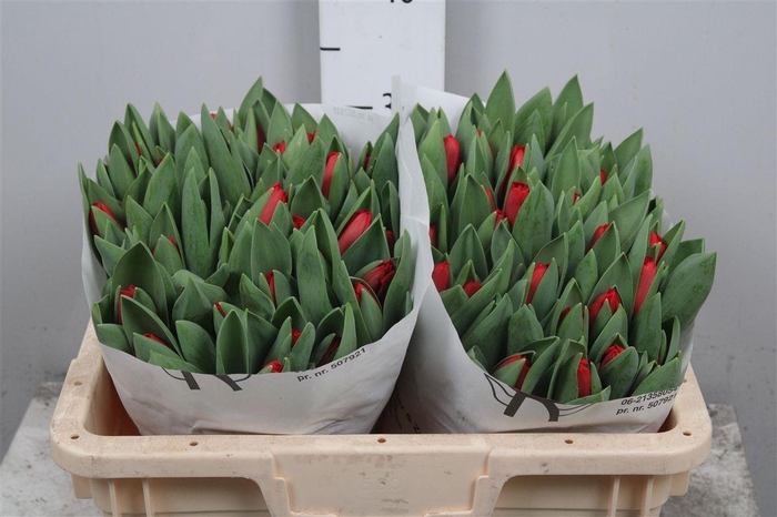 <h4>Tu En Escape</h4>